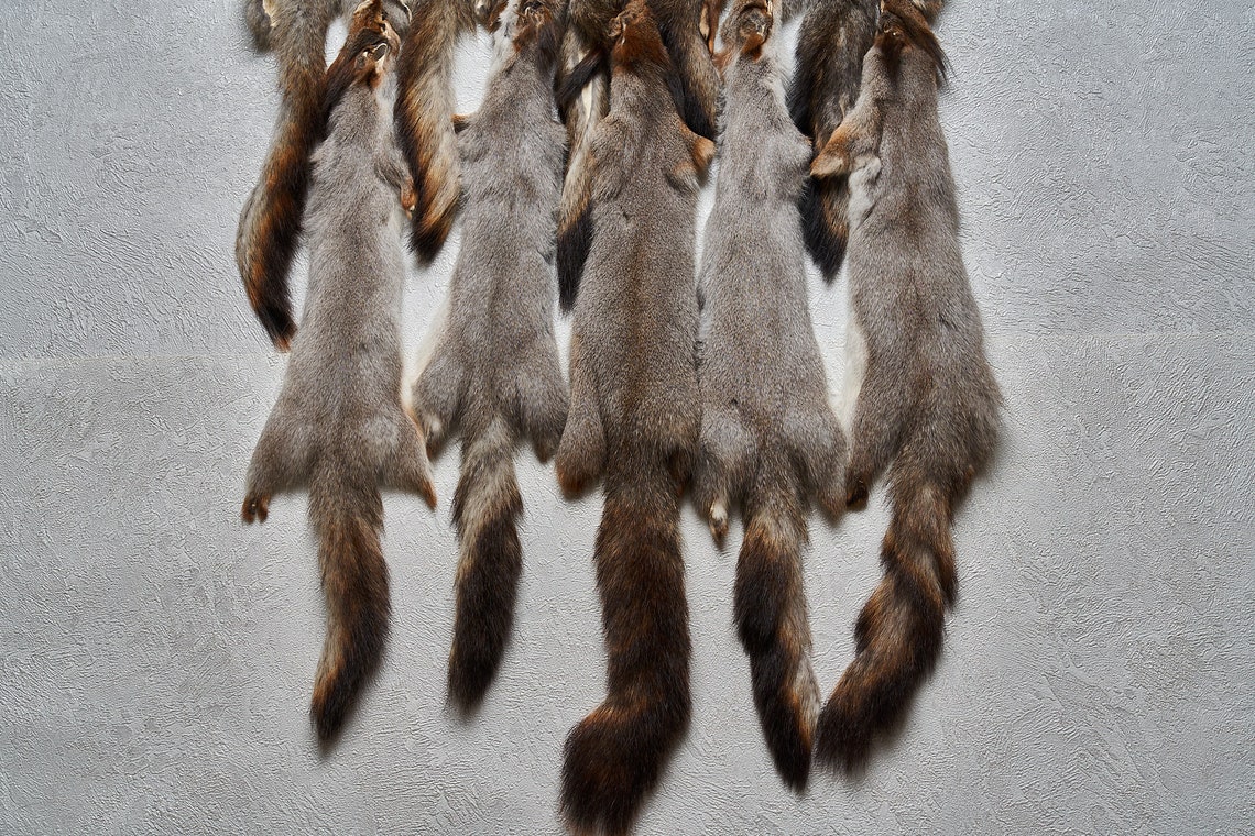 Gray Squirrel Lot Of 10 Tanned Fur Pelts Grey Squirrel Etsy