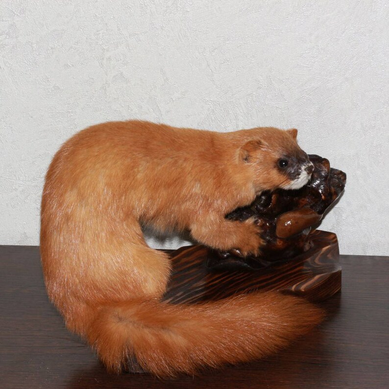 stuffed weasel
