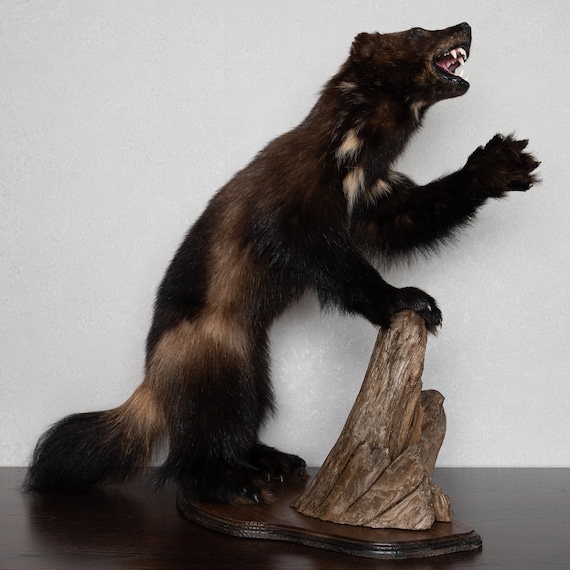 stuffed wolverine