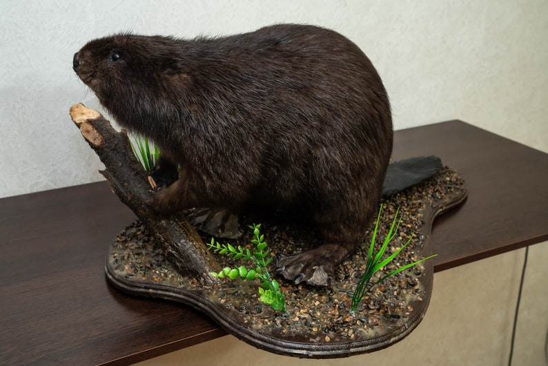 Eurasian Beaver Taxidermy Mount Real 