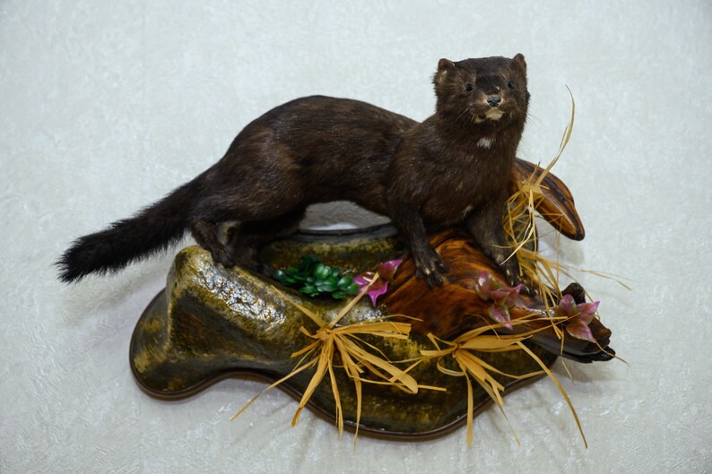 Decor Real Stuffed Animals For Sale Lifesize Weasel Mounted European Mink Taxidermy Mount St4622 Animal Mounts Taxidermy & Curiosities Decor Real Stuffed Animals For Sale Lifesize Weasel Mounted European Mink Taxidermy Mount St4622 Animal Mounts Taxidermy & Curiosities