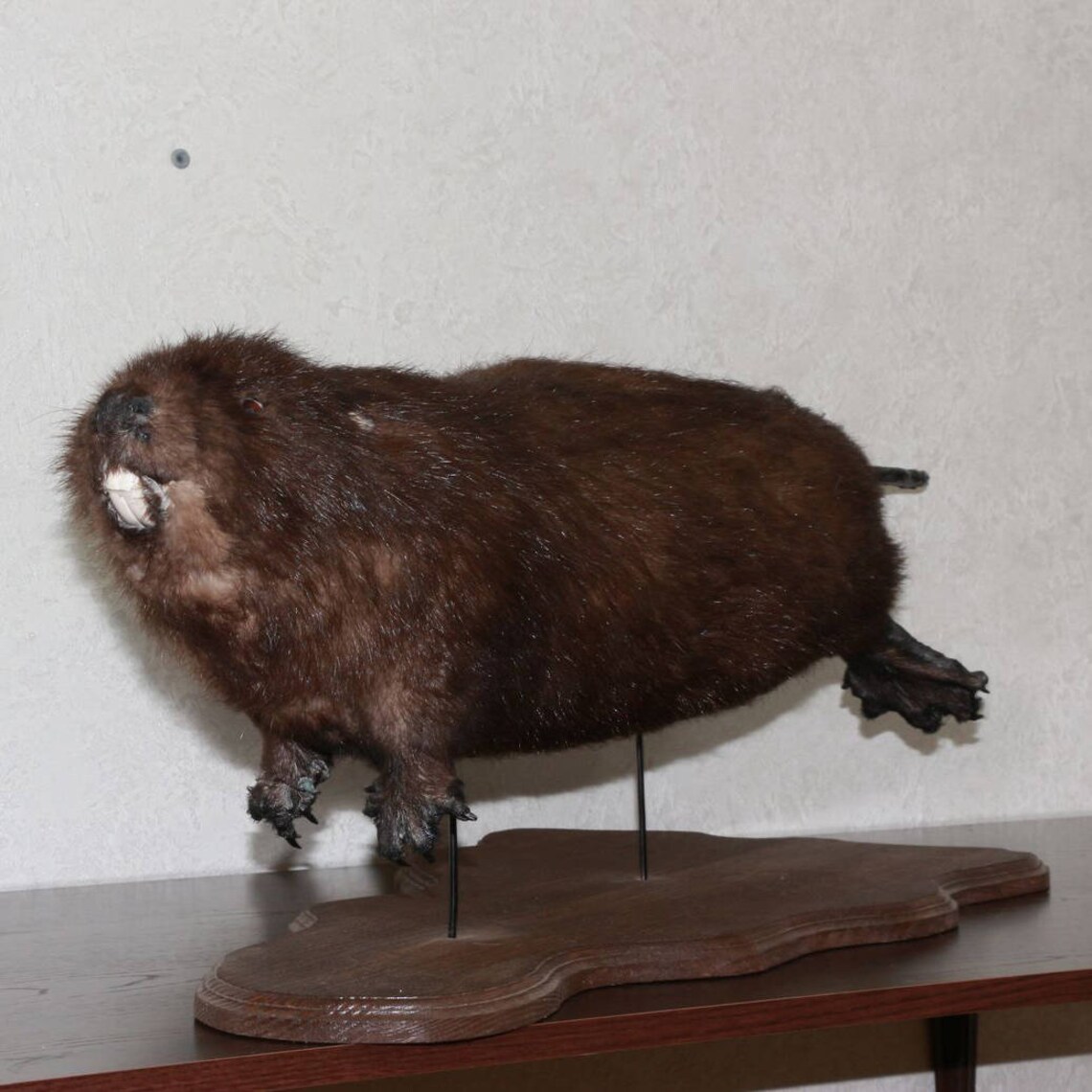 Eurasian Beaver Taxidermy Mount Stuffed Animal For Sale Etsy