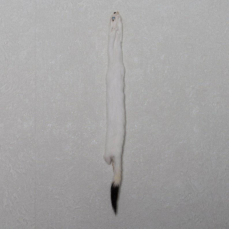 Real Hide For Sale White Ermine Weasel Tanned Fur Pelt Stoat Skin Decor St5166 Genuine