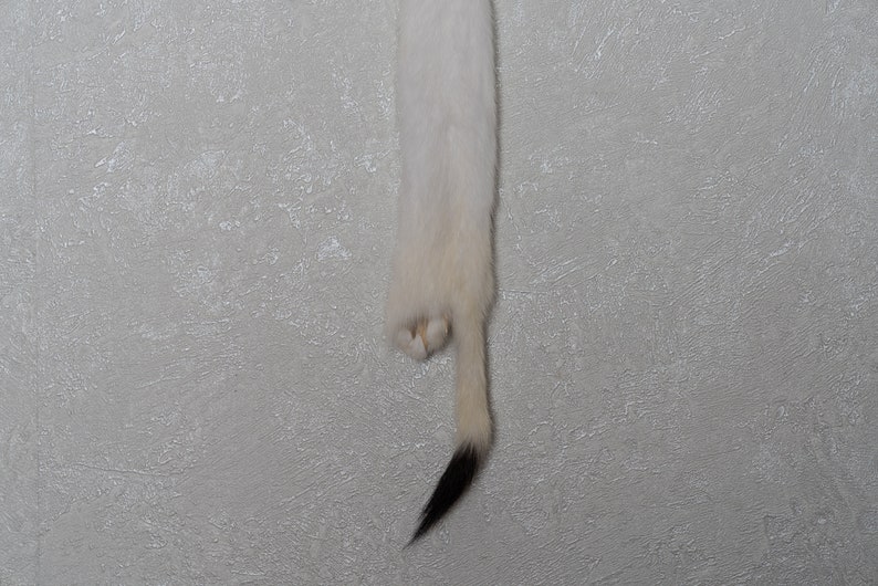 Decor White Ermine Weasel Tanned Fur Pelt Hide For Sale St5149 Real Genuine Stoat Skin