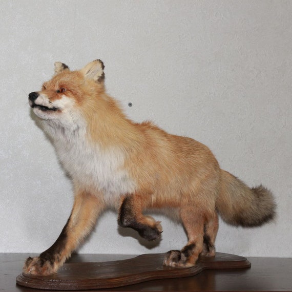 stuffed fox taxidermy