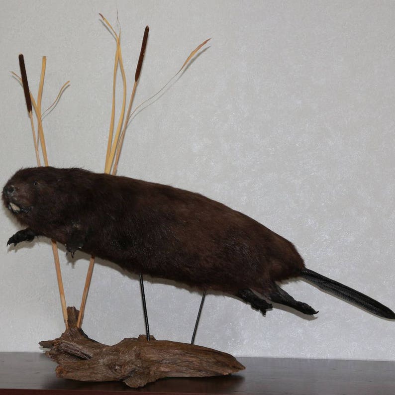 stuffed beaver taxidermy