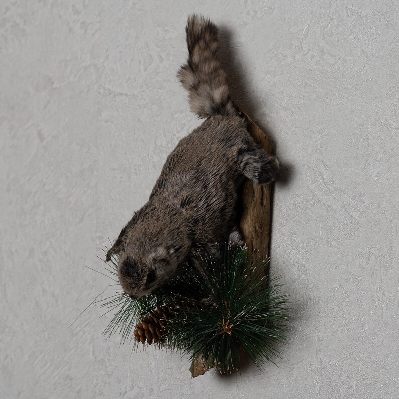 stuffed squirrel for sale