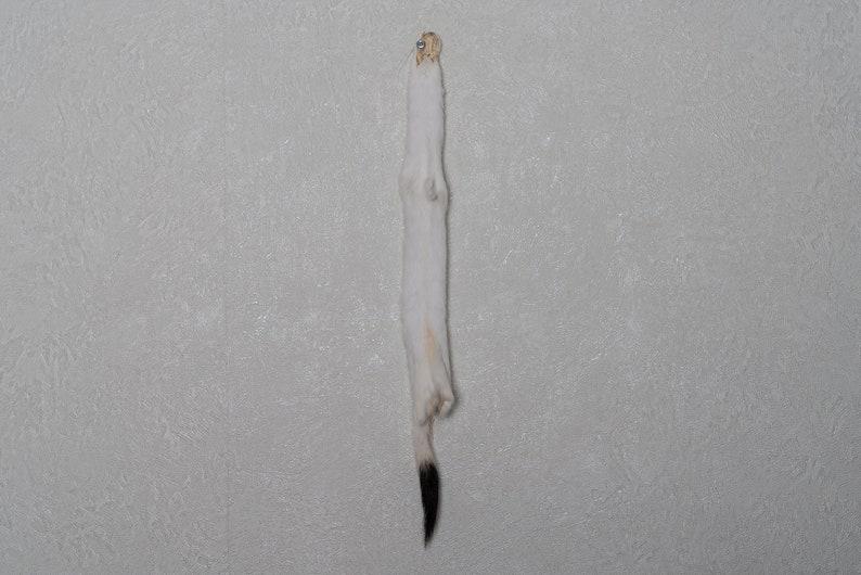 Real Hide For Sale White Ermine Weasel Tanned Fur Pelt Stoat Skin Decor St5166 Genuine