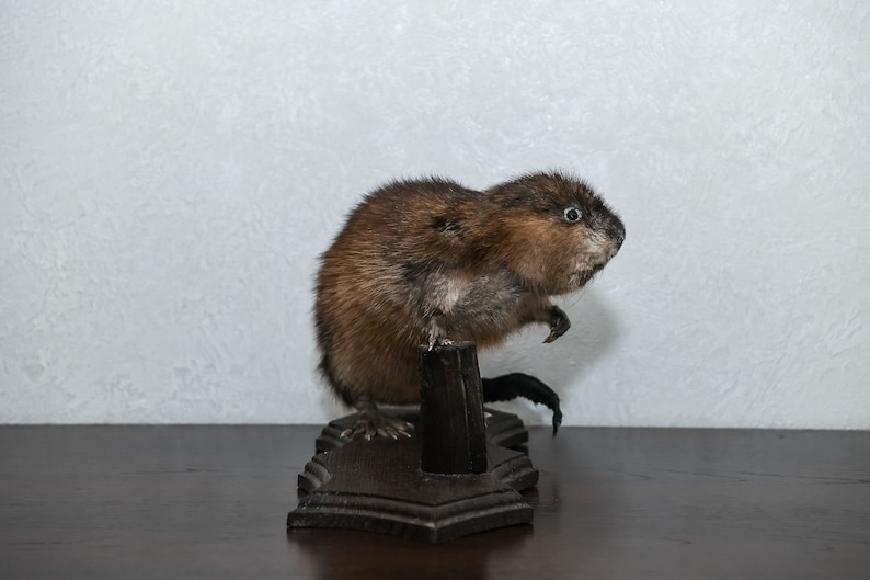 Lifesize Real Stuffed Animals For Sale Decor Mounted St4869 Small Beaver Taxidermy Mount