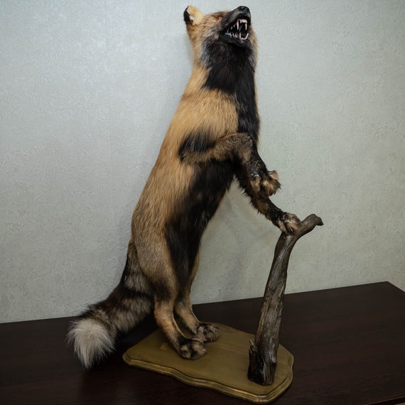 real stuffed fox