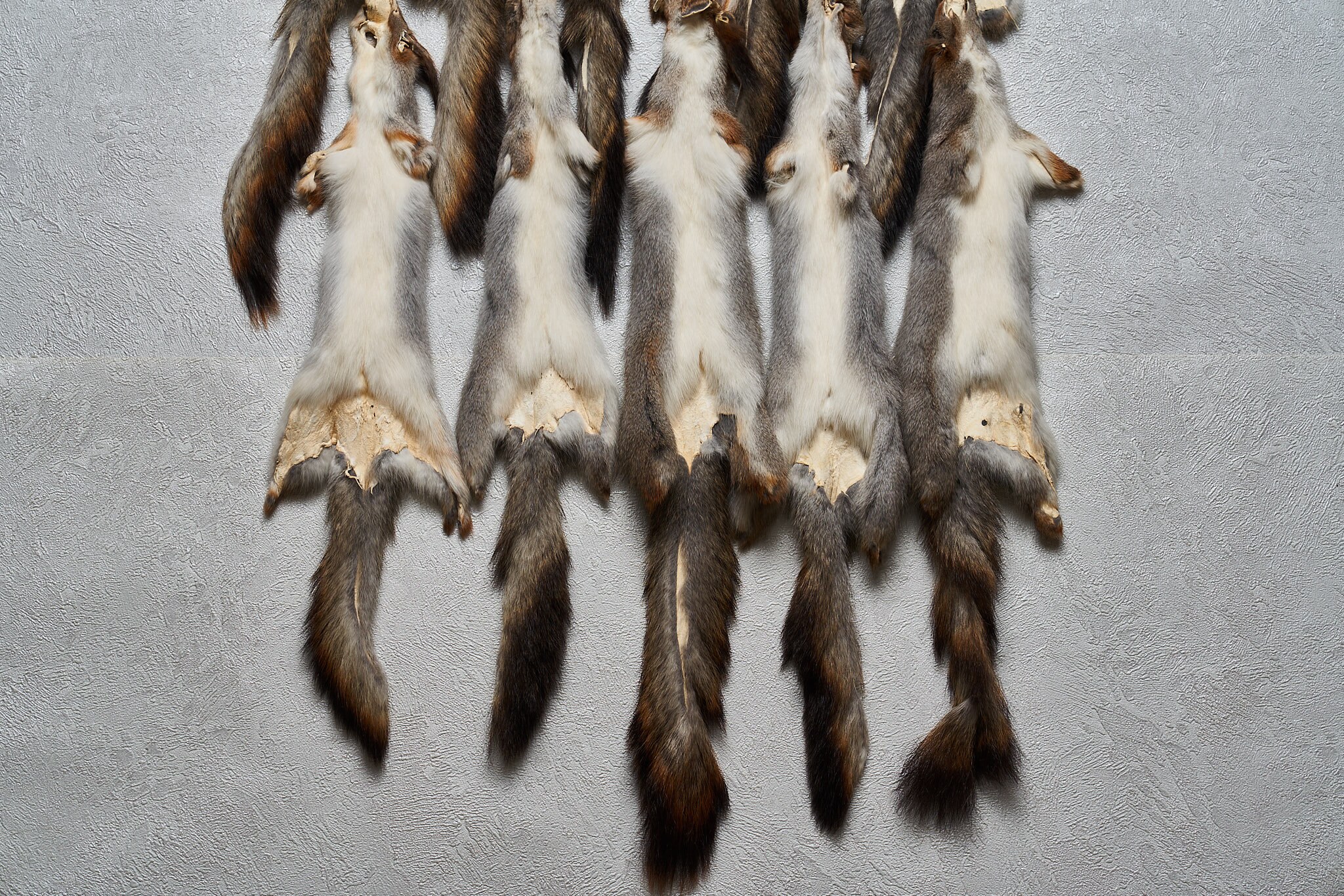 Gray Squirrel Lot Of 10 Tanned Fur Pelts Grey Squirrel Etsy