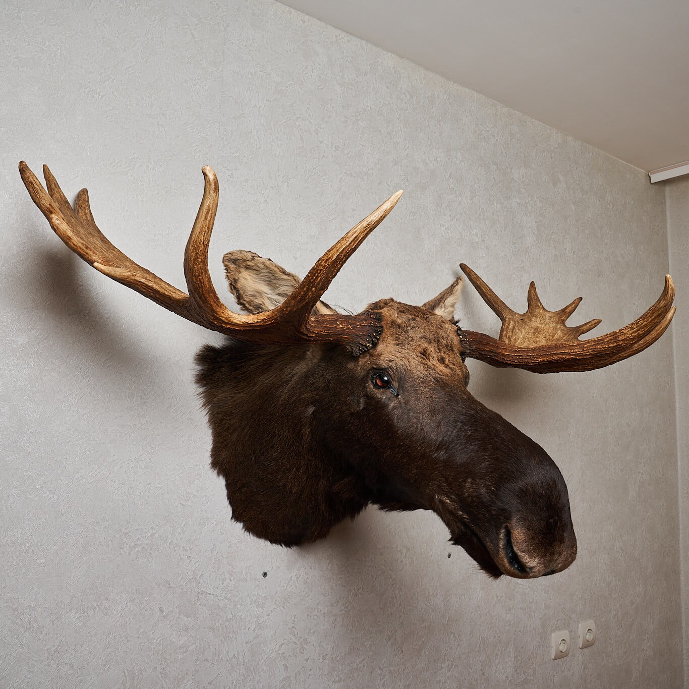 Real Moose Head for sale Only 3 left at 60