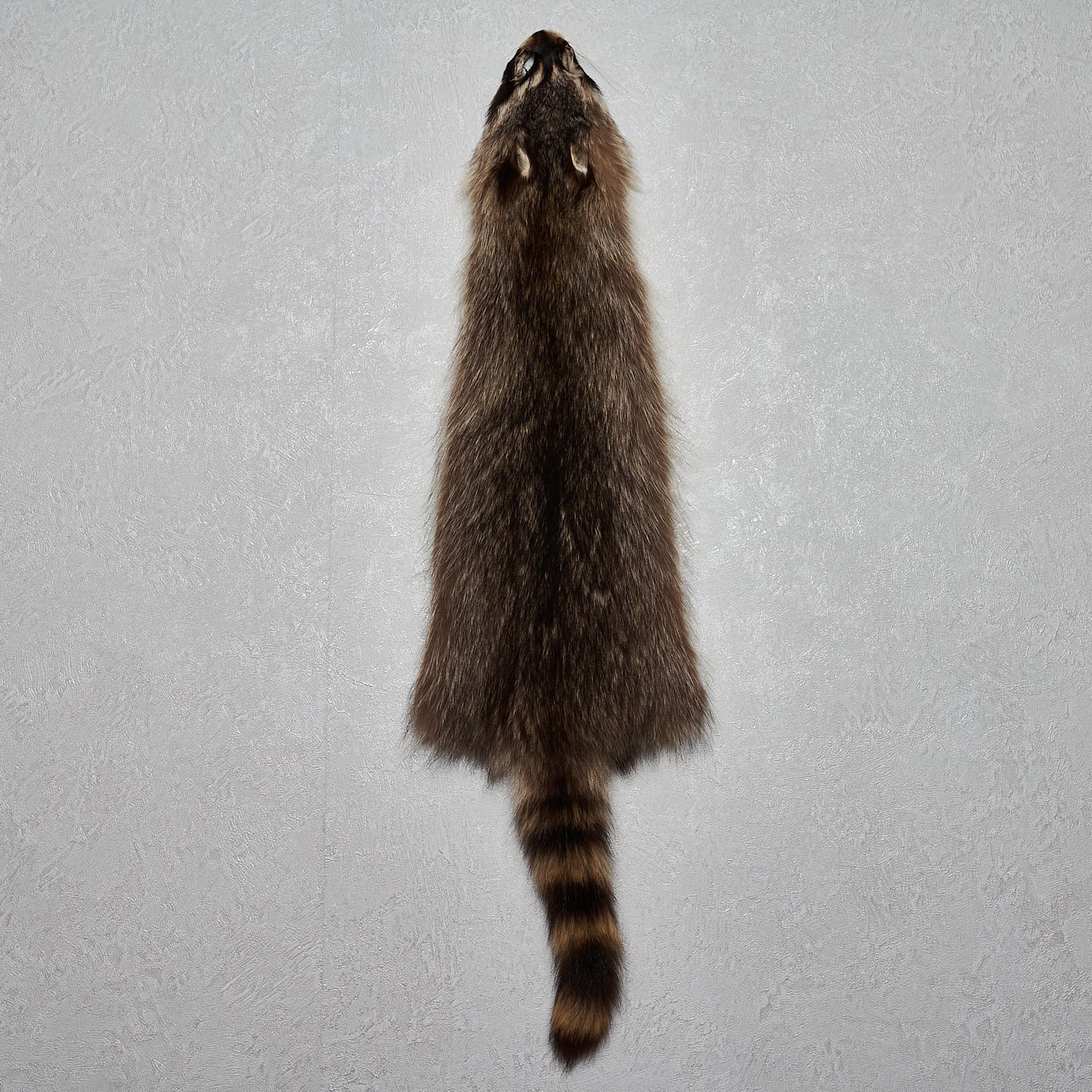 Raccoon Tanned Fur Pelt Racoon Skin Hide For Sale Real Etsy