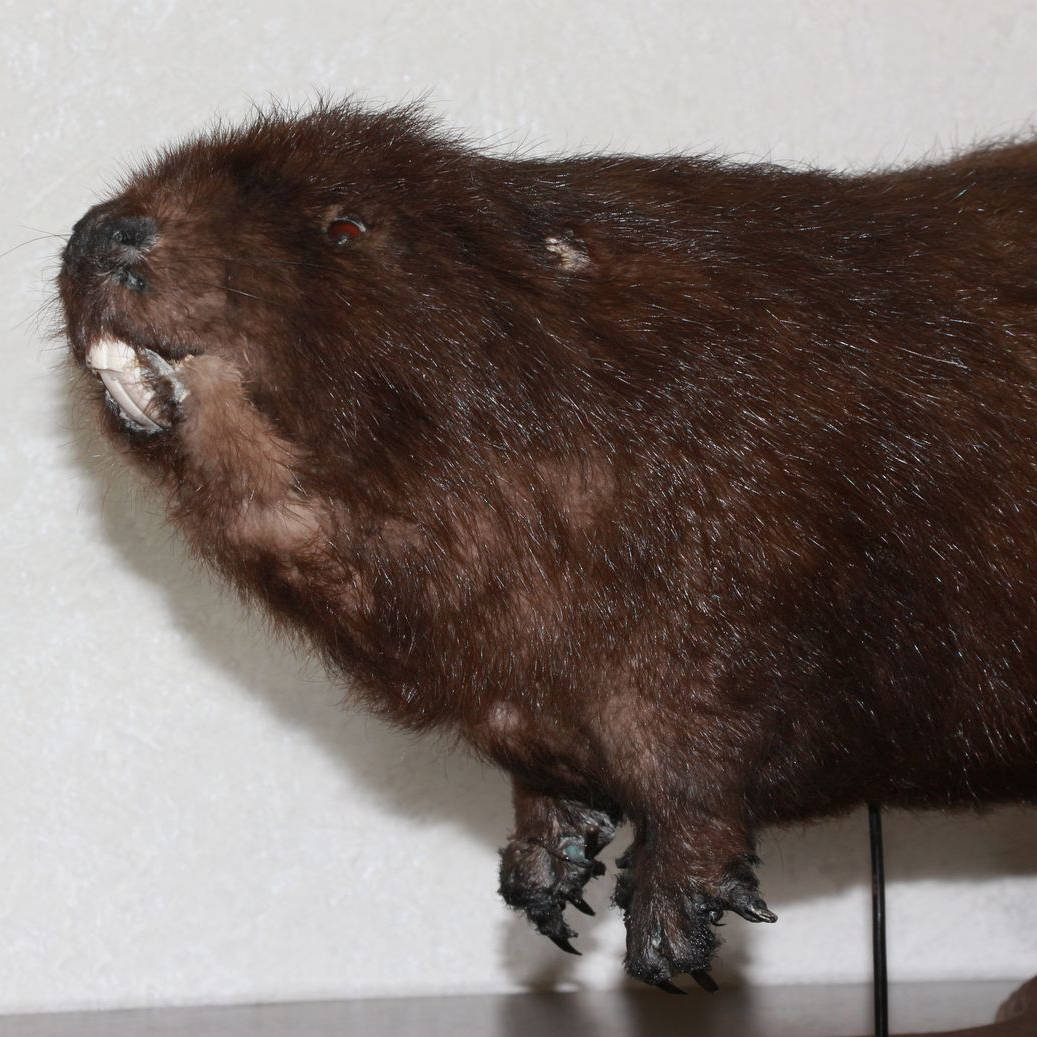 Eurasian Beaver Taxidermy Mount Stuffed Animal For Sale Etsy