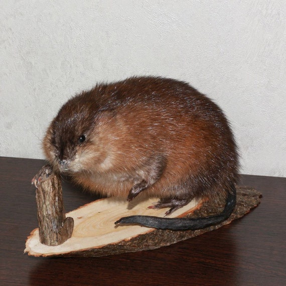 Small Beaver Taxidermy Mount Mounted Stuffed Animals For | Etsy