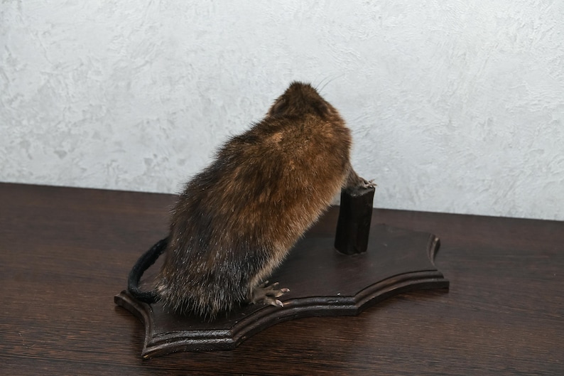 Lifesize Real Stuffed Animals For Sale Decor Mounted St4869 Small Beaver Taxidermy Mount