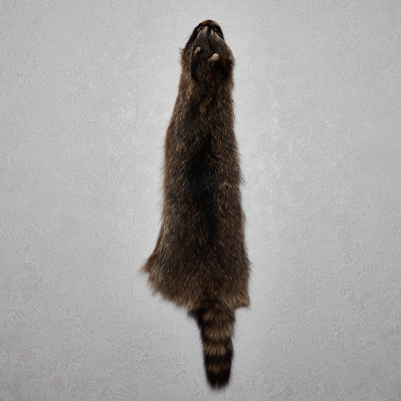 Raccoon Tanned Fur Pelt Racoon Skin Hide For Sale Real Etsy