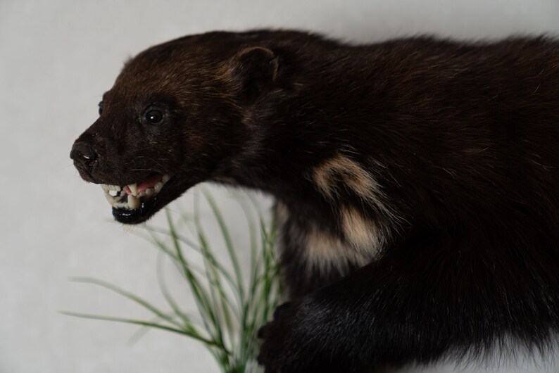 Real Stuffed Animals For Sale St5104 Mounted Decor Lifesize Wolverine Taxidermy Mount