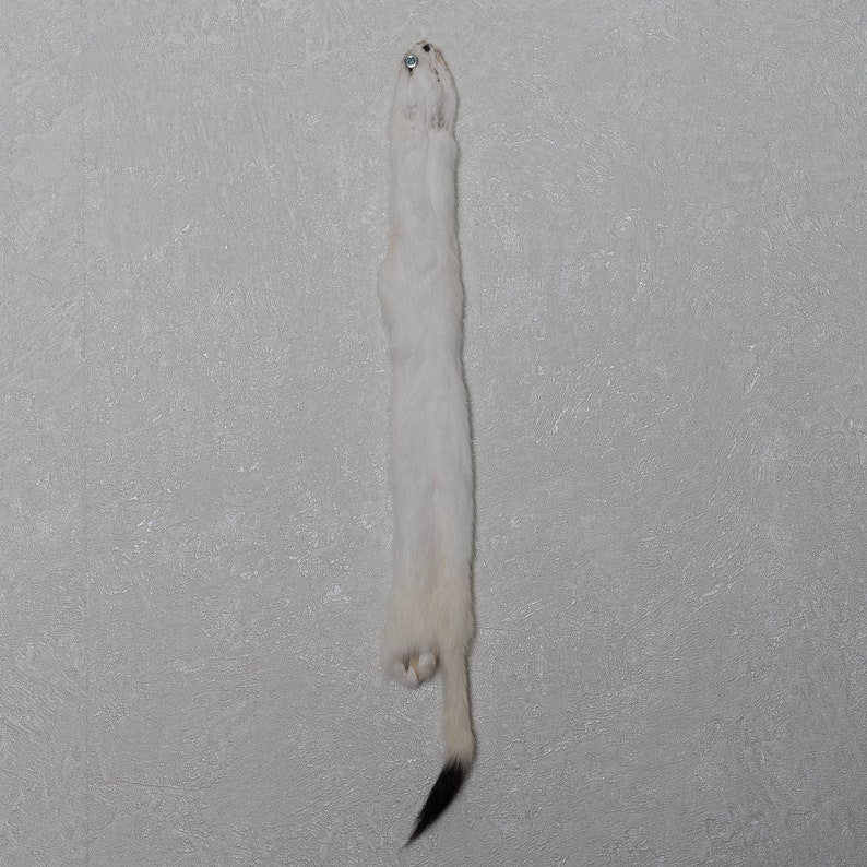 Decor White Ermine Weasel Tanned Fur Pelt Hide For Sale St5149 Real Genuine Stoat Skin
