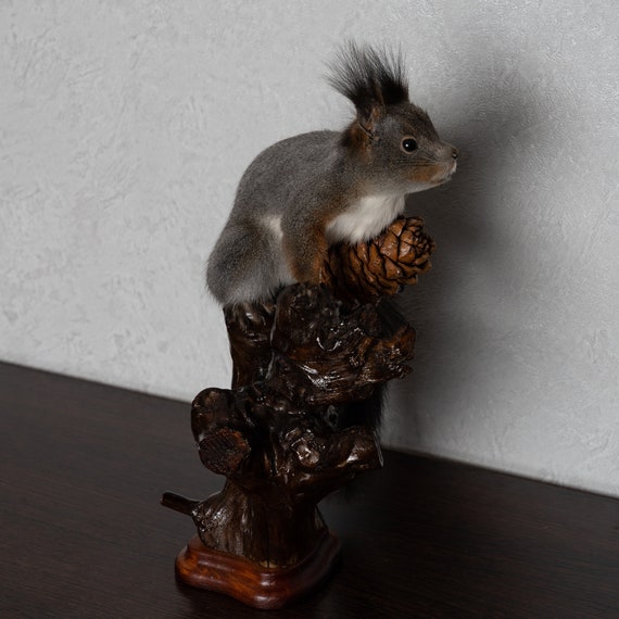 stuffed squirrel taxidermy