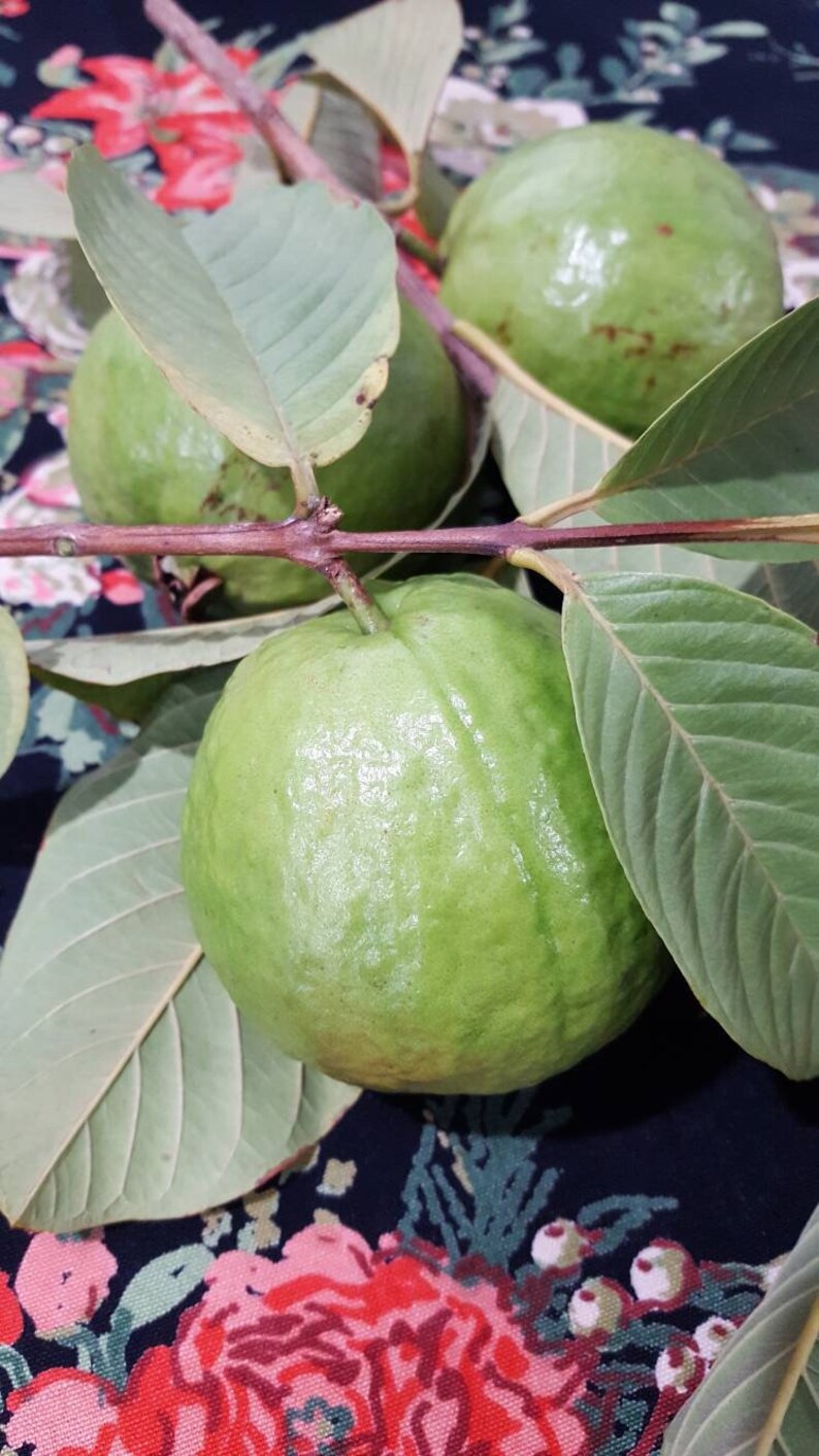 Apple Guava Seeds Etsy