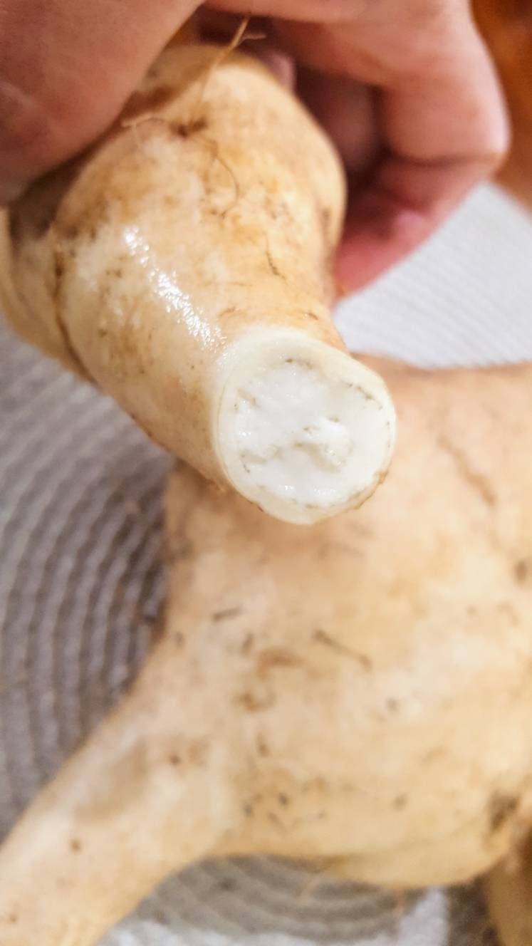 Japanese All White Sweet Potato Slips Etsy