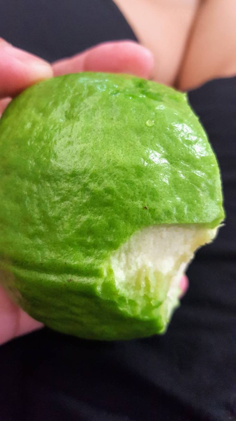 Apple Guava Seeds Etsy