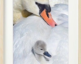 Swan & Cygnet. A newly hatched cygnet (signet) with mother swan.