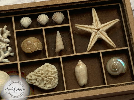 Sea Shell Collection Dollhouse Miniature 1:12 scale