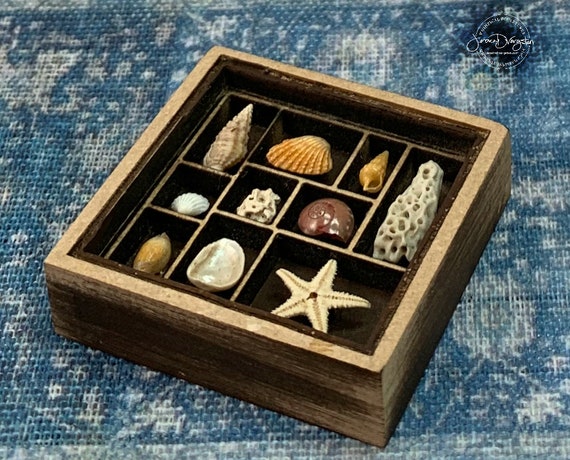 Sea Shell Collection Dollhouse Miniature 1:12 scale
