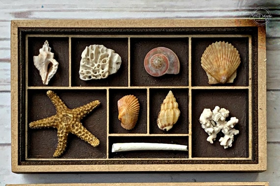 Sea Shell Collection Dollhouse Miniature 1:12 scale