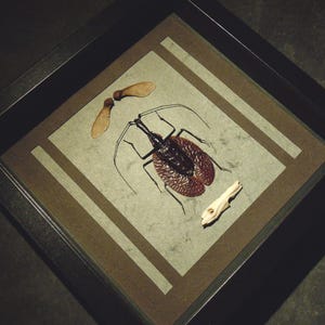 Cornice con scarabeo VIOLINO . semi foglie insetti curiosità carta naturale