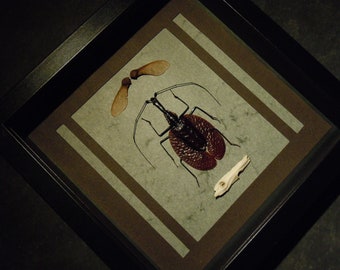 VIOLIN beetle shadow box . seed leaf insect wall oddities curiosities