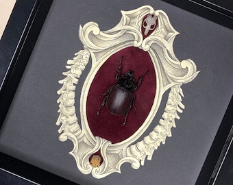 RABBIT EAR beetle . insect dark art shadow box