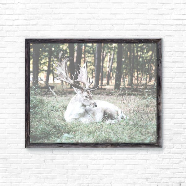 Oh My Deer Poster - Photography, Art, Print, Interior, Interiordesign, Decoration, Decor, Digital Download, Printable Art, Deer, Animal