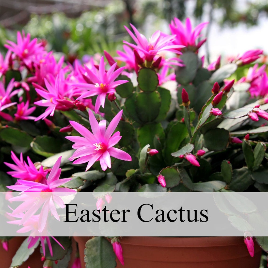 Easter Cactus Live Plant 2 to 4 tall Etsy