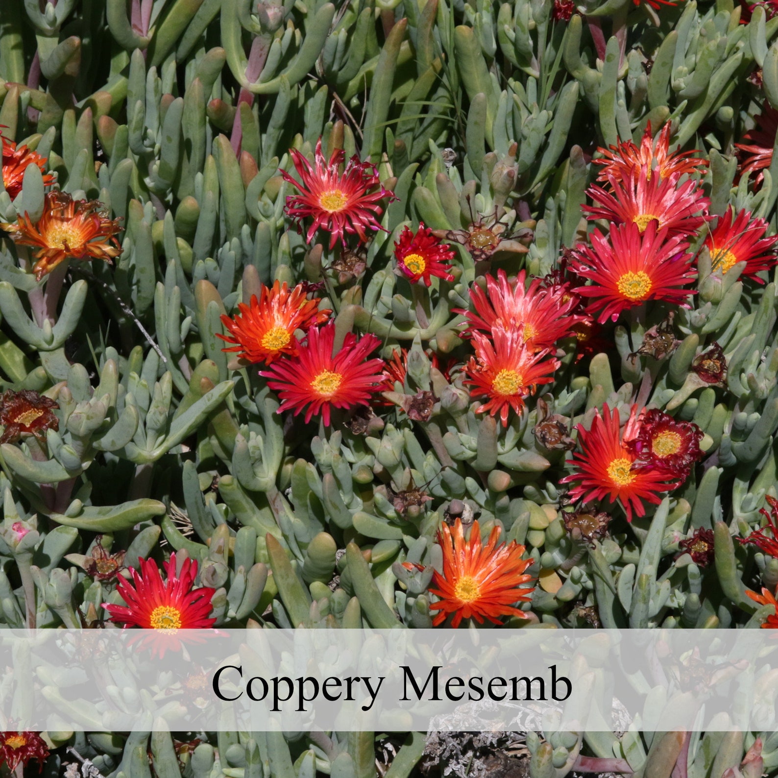 Coppery Mesemb Malephora Crocea Live Plant 3 to | Etsy