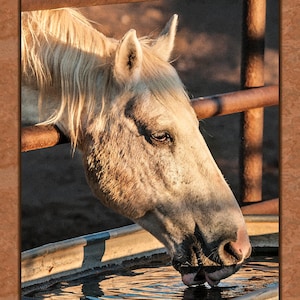 Stoffenpaneel met digitale print van paard naar water