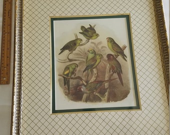 rare parakeet bird litho print signed gustav mutzel - gold leaf hardwood frame conure birds lithograph - bombay company 1991 reproduction A