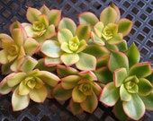 5 x Cuttings Aeonium Kiwi Pinwheel Variegated 1 1 2 quot diameter - Exotic Succulent Plant