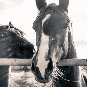 Horse Prints, Horse Photos, Black and White Photos, Farm Prints, Nature Photography, Horse Photography, Texas Photos, Custom Framing, Art