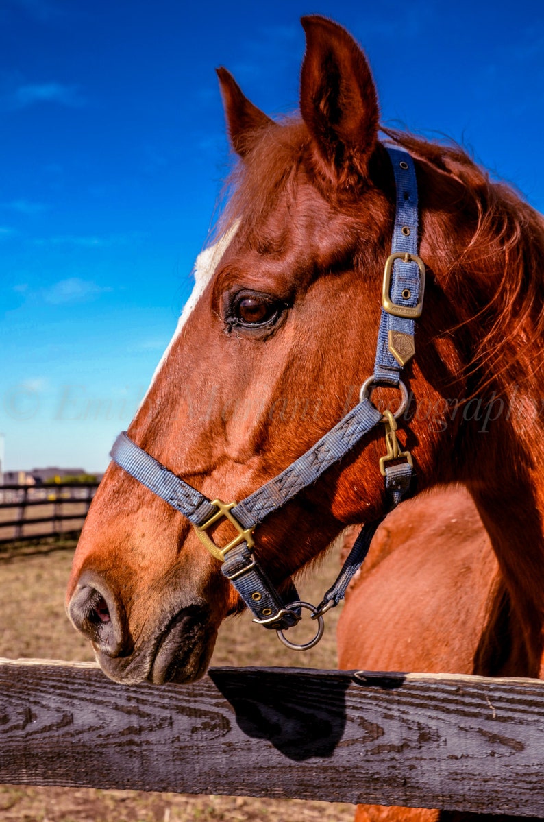 Horse Photography Horse Prints Horse Art Horse Photos Etsy