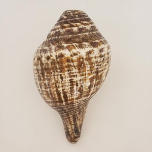 Vintage Rare Tibetan Monastery Used Trumpet Conch Shell 7&quot; - Nepal