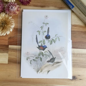 oiseaux vintage, carte d’oiseau, oiseau bleu, oiseaux australiens, cadeaux, fée-troglodyte à poitrine bleue