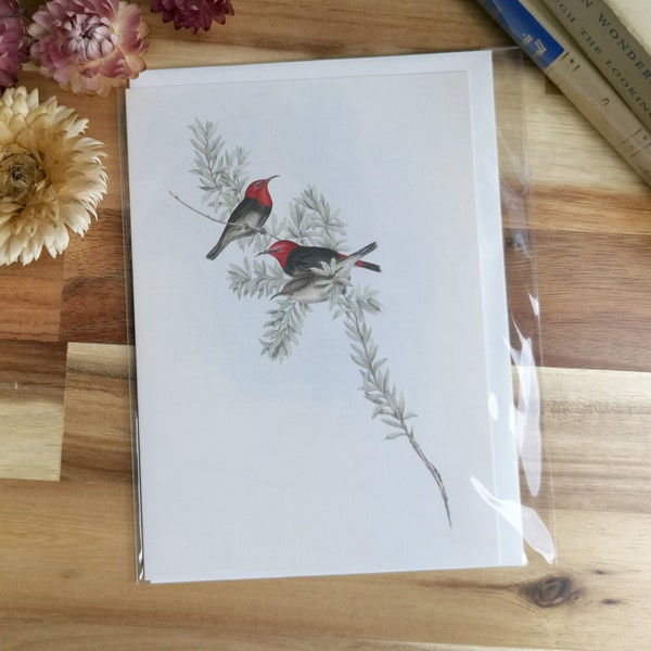 Red Bird Card, Australian Red-Headed Honeyeater