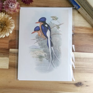 Carte Oiseau, Martin-pêcheur d'Amérique à poitrine chamois