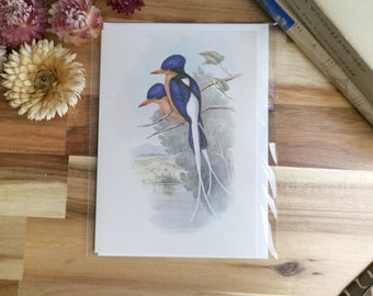 Bird Card, Buff-Breasted Paradise Kingfisher