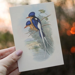 Impressão de pássaro Kingfisher Gould - Decoração vintage australiana