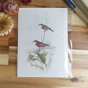 Tarjeta de felicitación de pájaro australiano rojo, chat carmesí