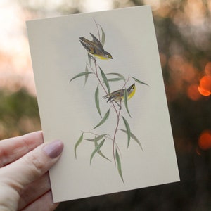 Impressão de pássaro Pardalote aliado - A6 Cottage Core Decor